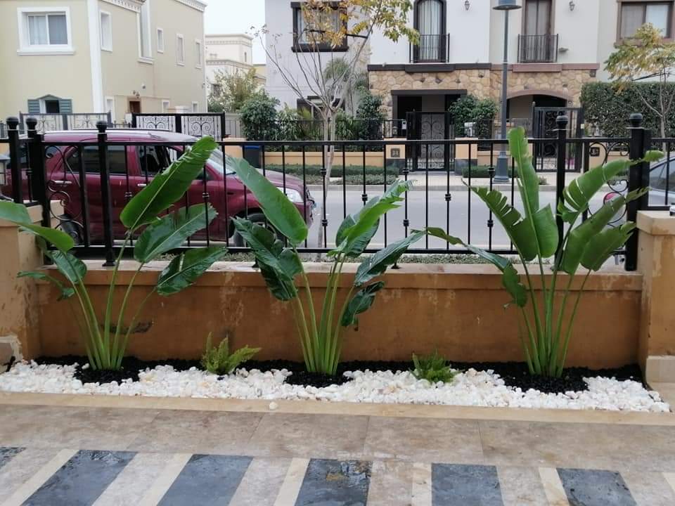 عشب طبيعي أخضر للحدائق المنزلية