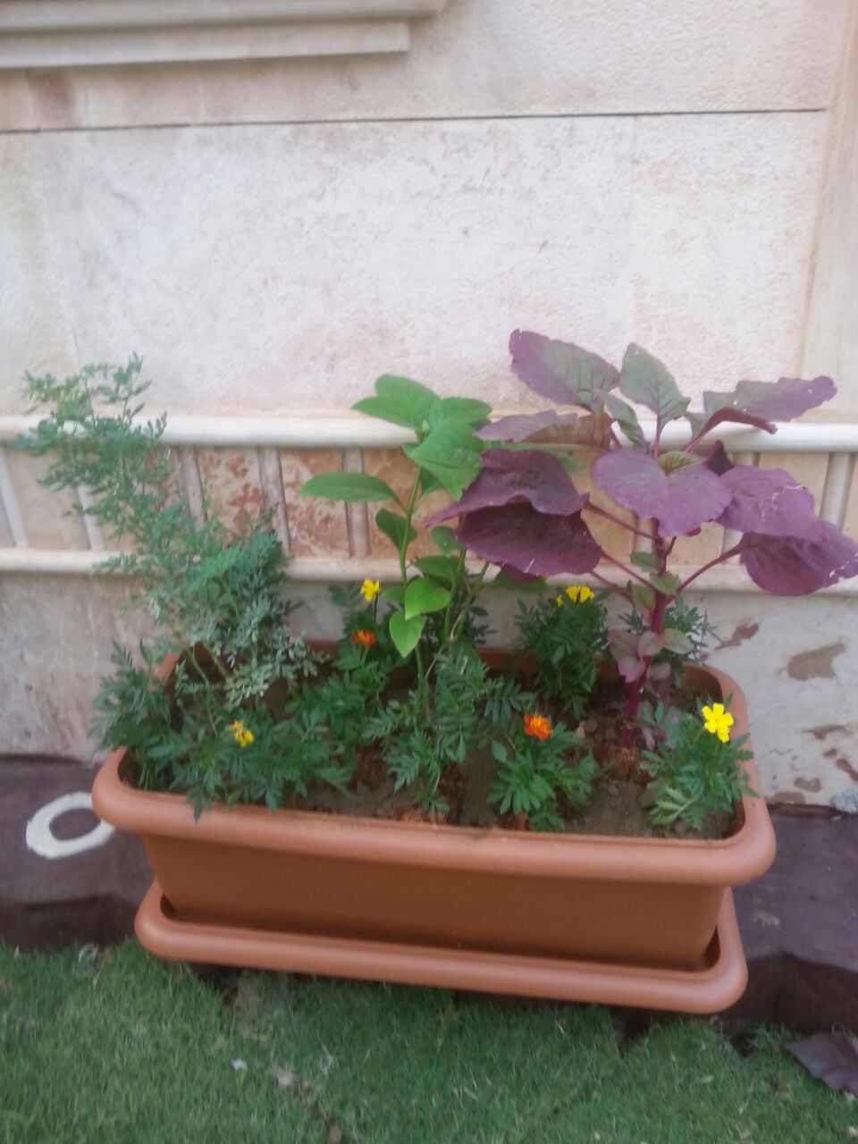 تنسيق مساحات خضراء وعشب طبيعي